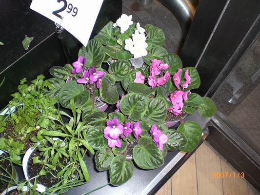 Resize of CIMG0486.JPG